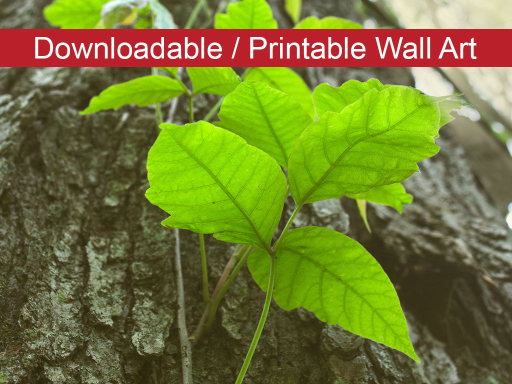 Climbing the Tree Botanical Nature Photo DIY Wall Decor Instant Download Print - Printable - PIPAFINEART