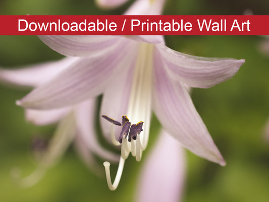 Softened Hosta Bloom DIY Wall Decor Instant Download Print - Printable Wall Art  - PIPAFINEART