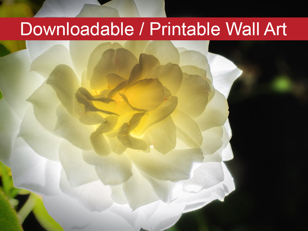 Glowing Rose 2 Floral Nature Photo DIY Wall Decor Instant Download Print - Printable - PIPAFINEART