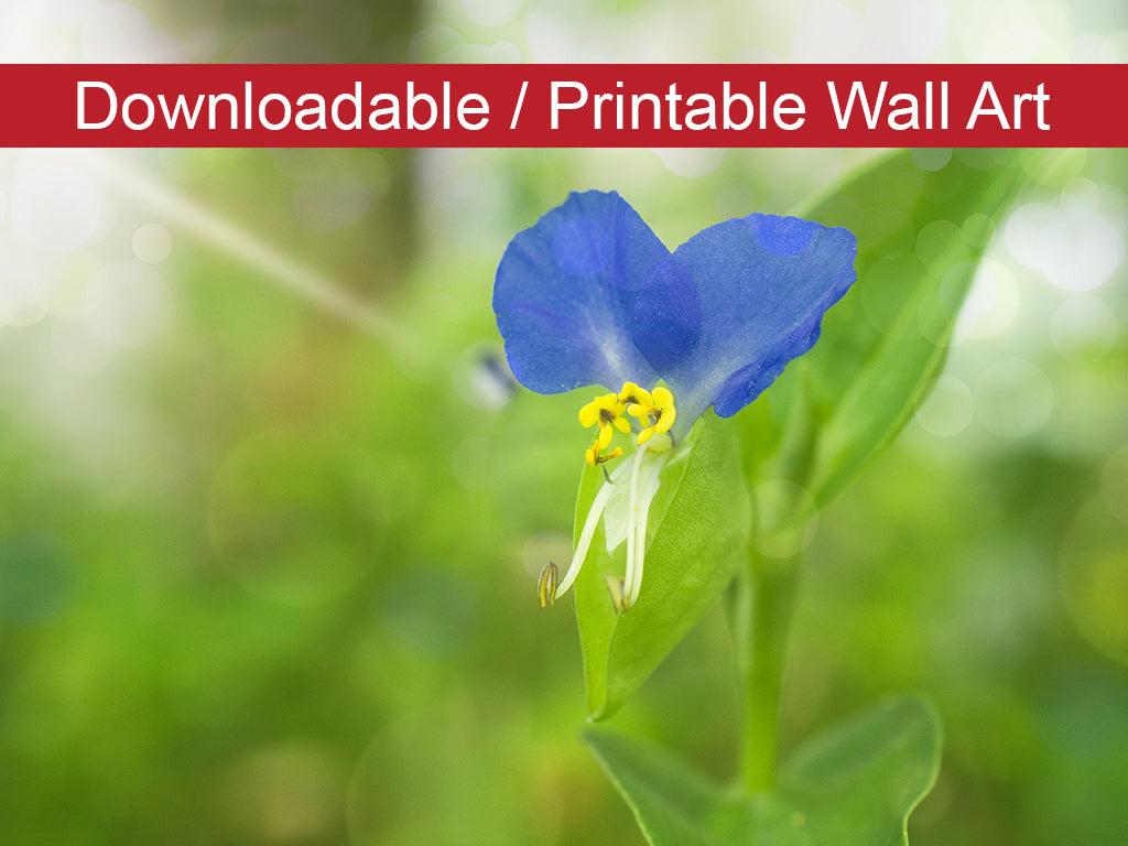 Flower Garden Wall Art: Asiatic Day Flower Floral Nature Photo DIY Wall Decor Instant Download Print - Printable - PIPAFINEART
