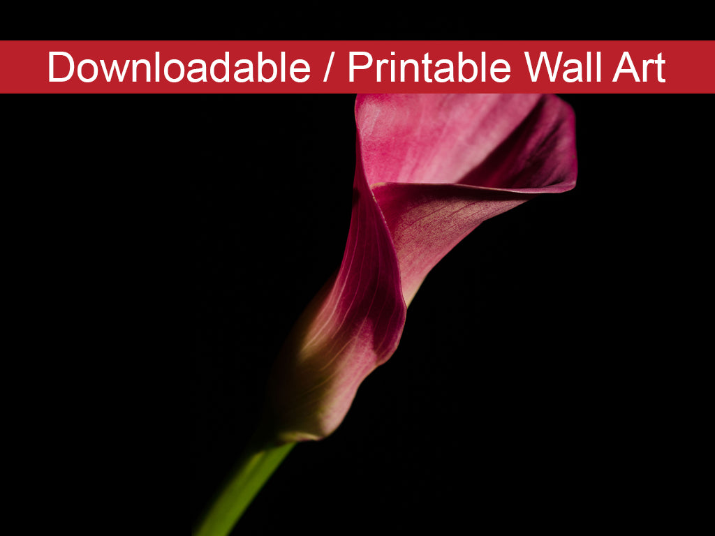 Pink Calla Lily Flower on Black DIY Wall Decor Instant Download Print - Printable Wall Art  - PIPAFINEART