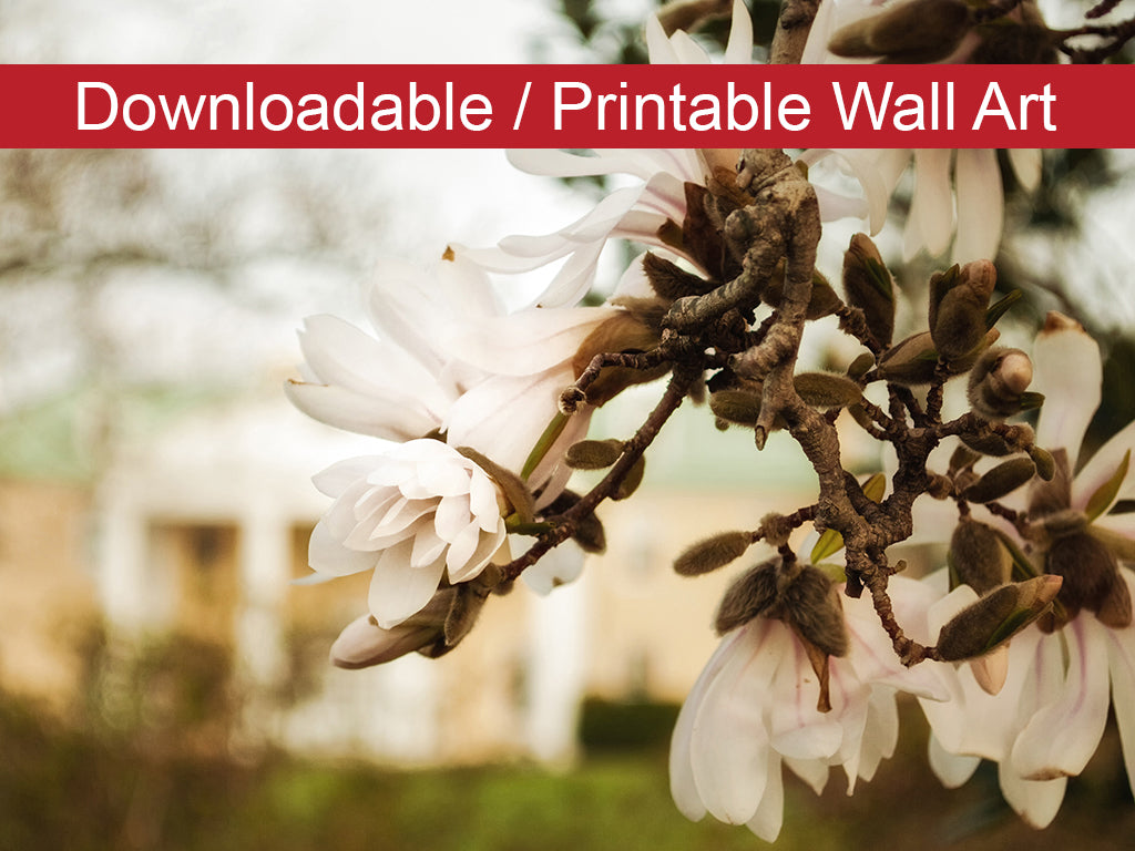 Bellevue Mansion Floral Nature Photo DIY Wall Decor Instant Download Print - Printable - PIPAFINEART