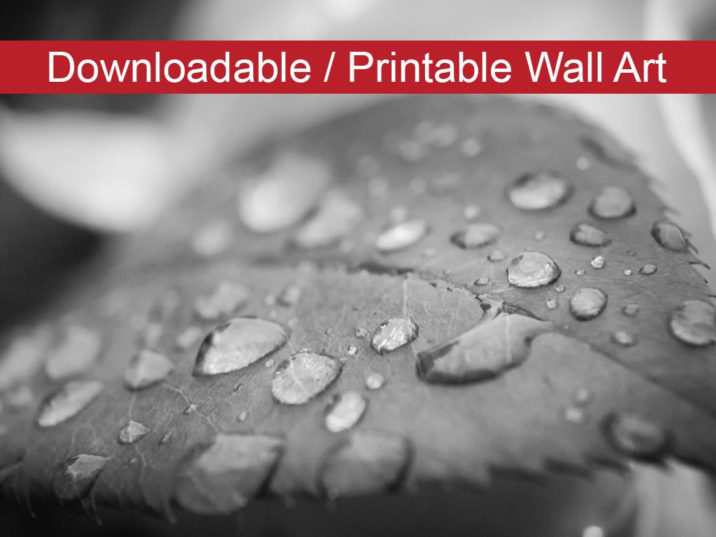 Dew on Leaf of Rose Plant Botanical Nature Photo DIY Wall Decor Instant Download Print - Printable - PIPAFINEART
