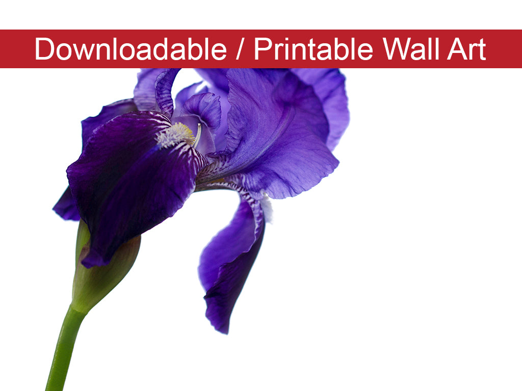 Iris on White DIY Wall Decor Instant Download Print - Printable Wall Art - PIPAFINEART