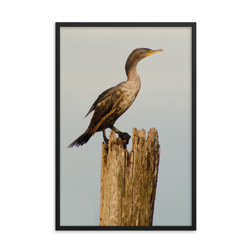Double Crested Cormorant Animal Wildlife Photograph Framed Wall Art Prints