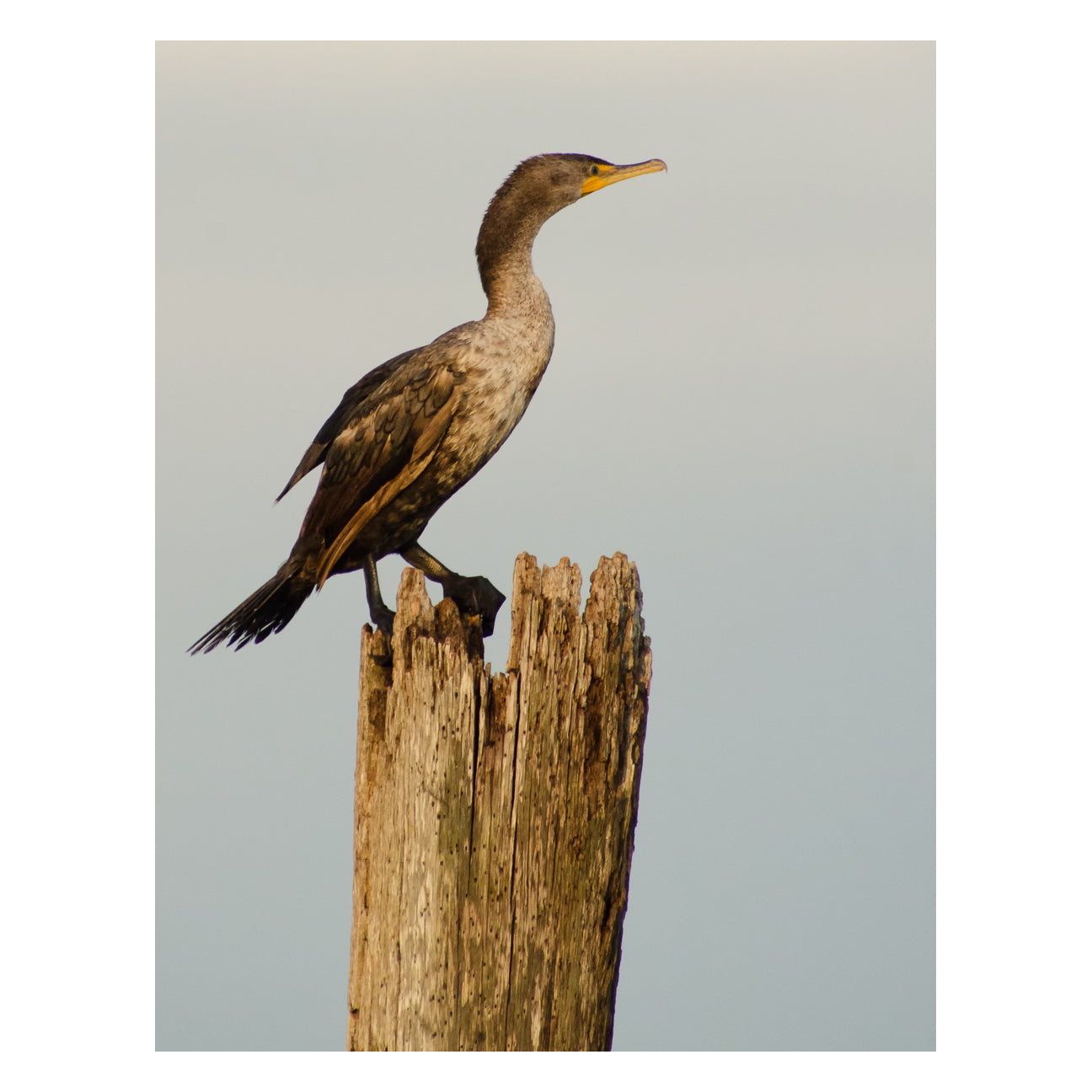 Double Crested Cormorant Animal / Wildlife Photograph Fine Art Canvas & Unframed Wall Art Prints  - PIPAFINEART