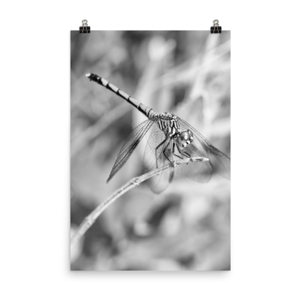 Dragonfly on Twig Black and White Rustic Wildlife Photograph Loose Wall Art Print