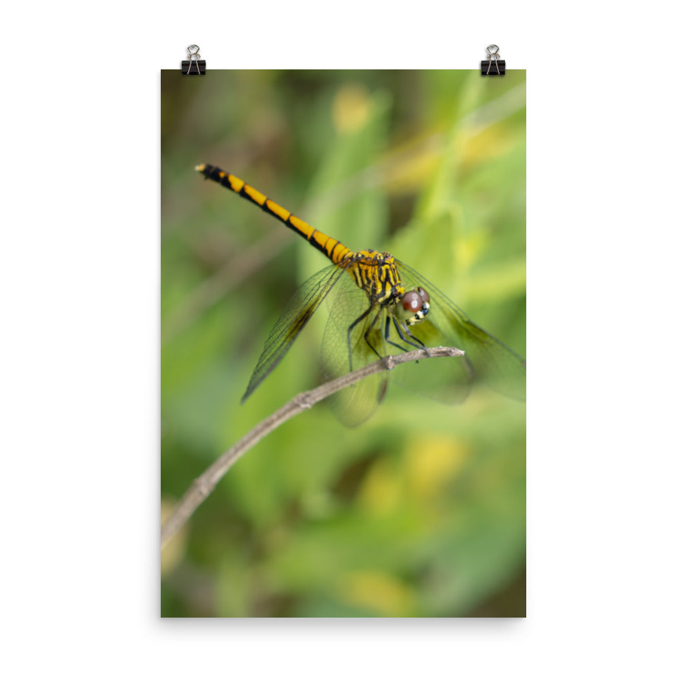 Dragonfly on Twig Wildlife Farmhouse Style Photograph Loose Wall Art Print
