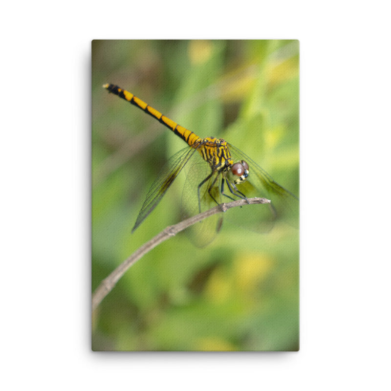 Dragonfly Wildlife Photo Canvas Wall Art Prints