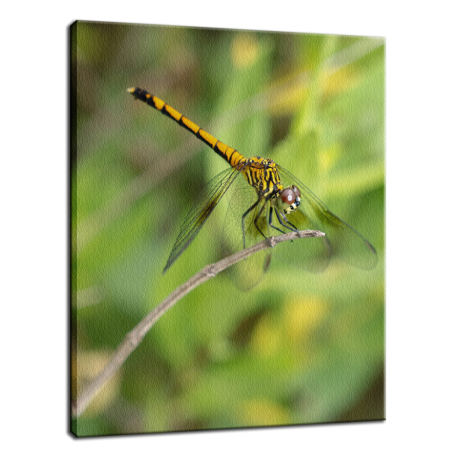 Dragonfly Animal / Wildlife Photograph Fine Art Canvas & Unframed Wall Art Prints - PIPAFINEART