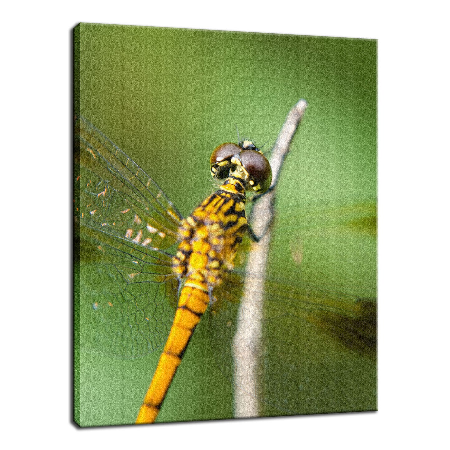 Dragonfly at Bombay Hook Animal / Wildlife Photograph Fine Art Canvas & Unframed Wall Art Prints - PIPAFINEART