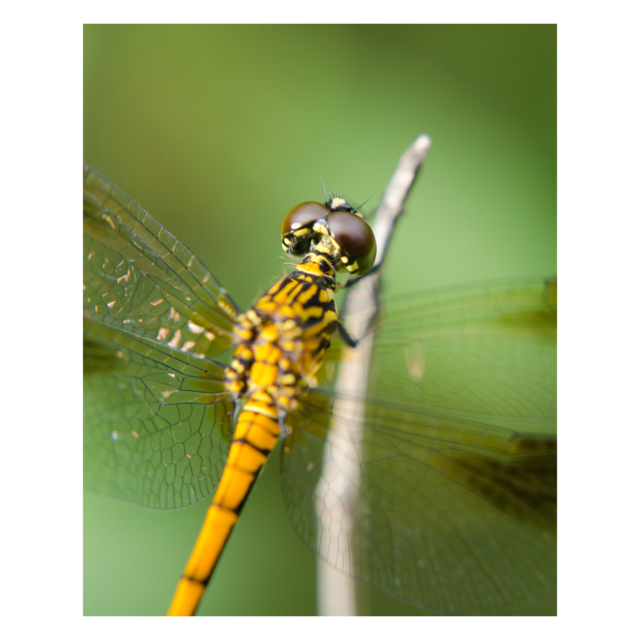Dragonfly at Bombay Hook Animal / Wildlife Photograph Fine Art Canvas & Unframed Wall Art Prints - PIPAFINEART