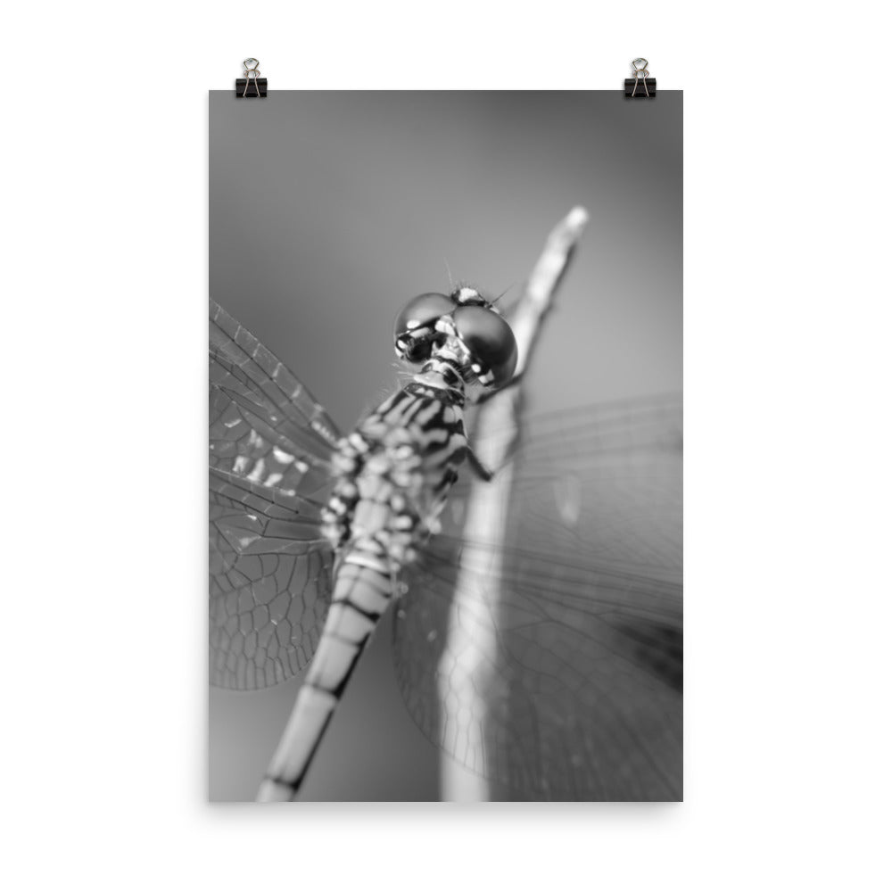 Dragonfly at Bombay Hook Black and White Rustic Wildlife Photograph Loose Wall Art Print
