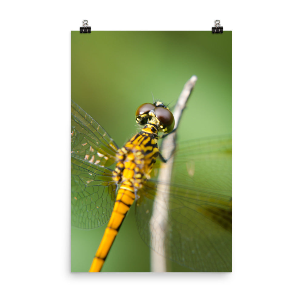 Dragonfly at Bombay Hook Farmhouse Style Wildlife Photograph Loose Wall Art Print