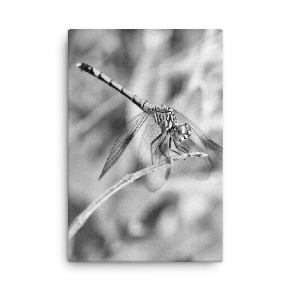 Dragonfly in Black and White Animal / Wildlife Photograph Canvas Wall Art Prints