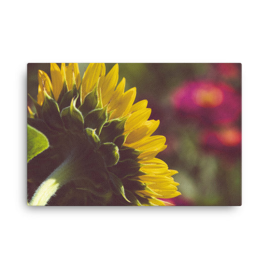 Dramatic Backside of Sunflower Floral Botanical Nature Photo Canvas Wall Art Prints