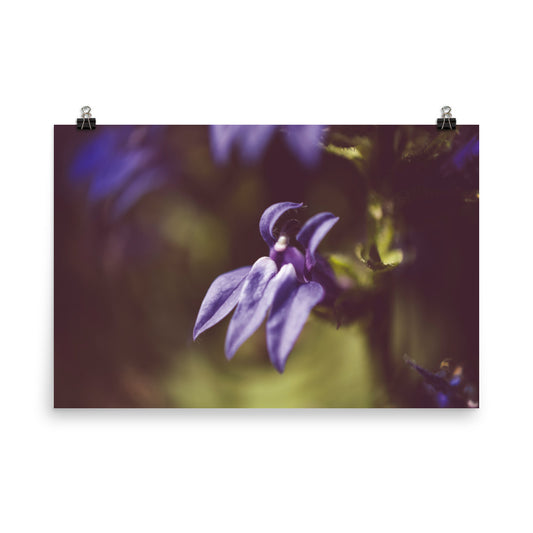 Dramatic Blue Lobelia Floral Nature Photo Loose Unframed Wall Art Prints - PIPAFINEART