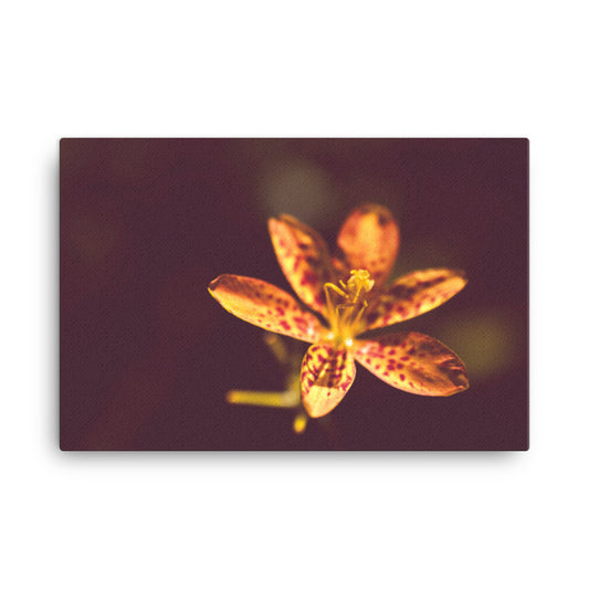 Dramatic Orange Leopard Lily Flower Floral Botanical Nature Photo Canvas Wall Art Prints