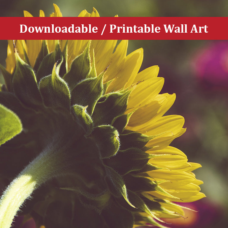 Dramatic Backside of Sunflower Floral Nature Photo DIY Wall Decor Instant Download Print - Printable - PIPAFINEART