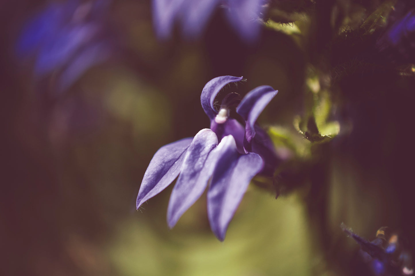 Dramatic Blue Lobelia, Blue Cardinal Flower Nature Photo Fine Art Canvas Wall Art Prints - PIPAFINEART