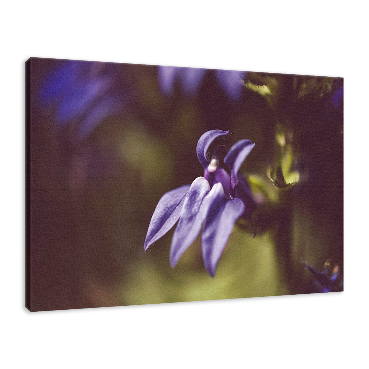 Dramatic Blue Lobelia, Blue Cardinal Flower Nature Photo Fine Art Canvas Wall Art Prints - PIPAFINEART