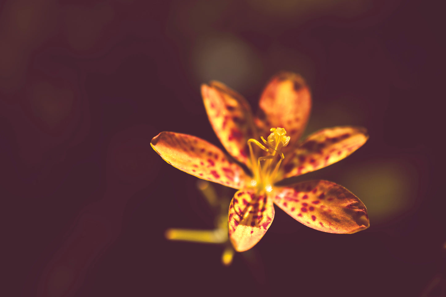 Dramatic Orange Leopard Lily Flower Nature / Floral Photo Fine Art Canvas Wall Art Prints - PIPAFINEART