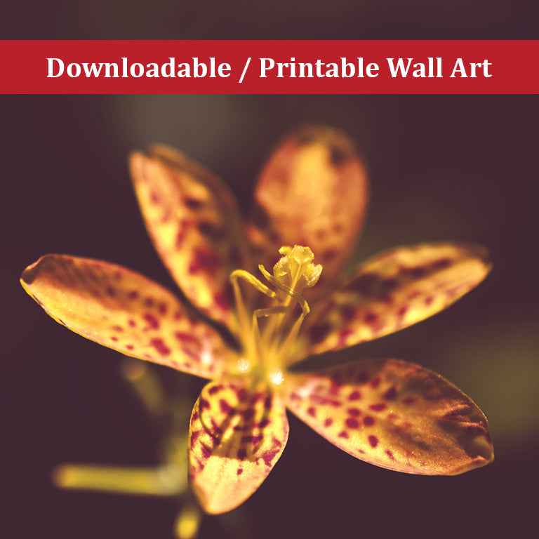 Dramatic Orange Leopard Lily Flower Floral Nature Photo DIY Wall Decor Instant Download Print - Printable - PIPAFINEART