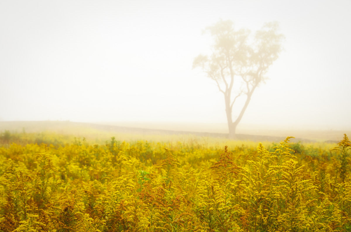 Dreams of Goldenrod and Fog Landscape Photo Fine Art Canvas Wall Art Prints - PIPAFINEART