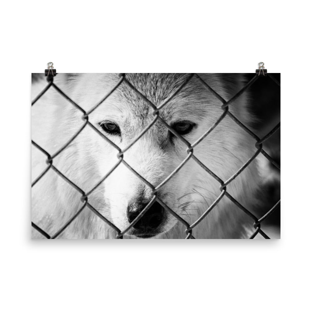 Dreams of Freedom Rustic Animal / Wildlife Photograph Loose Wall Art Print
