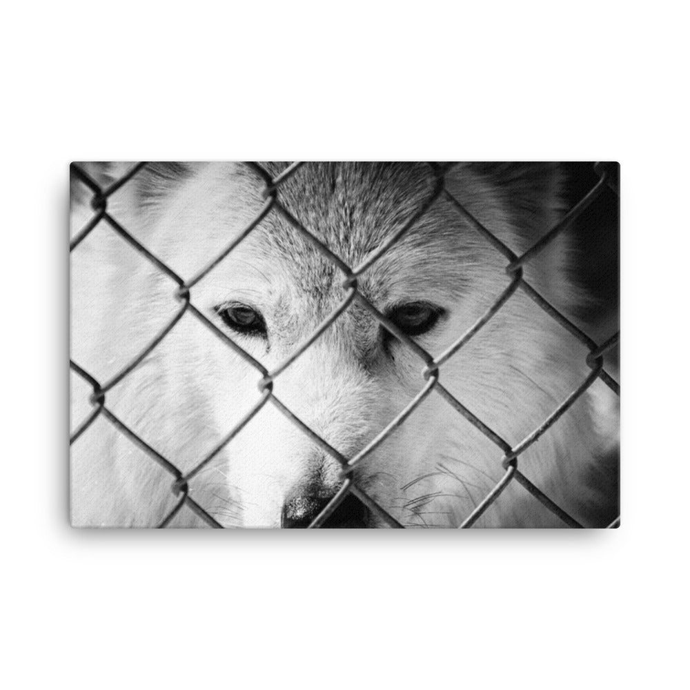 Dreams of Freedom in Black and White Animal / Wildlife Photograph Canvas Wall Art Prints