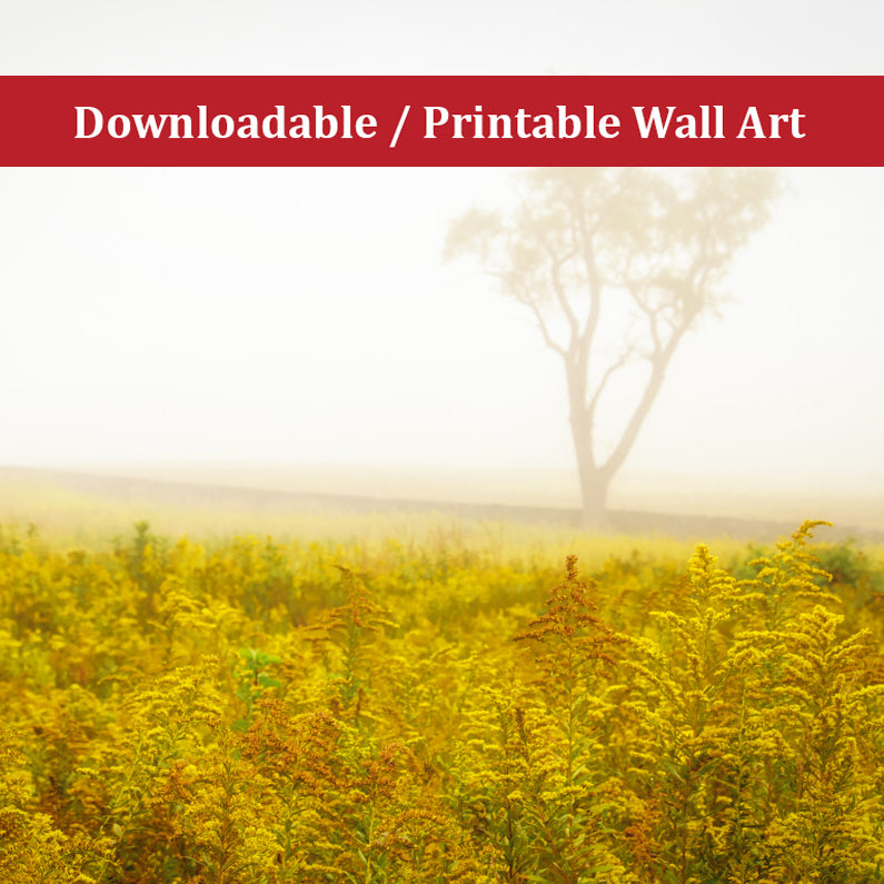 Dreams of Goldenrod and Fog Landscape Photo DIY Wall Decor Instant Download Print - Printable - PIPAFINEART