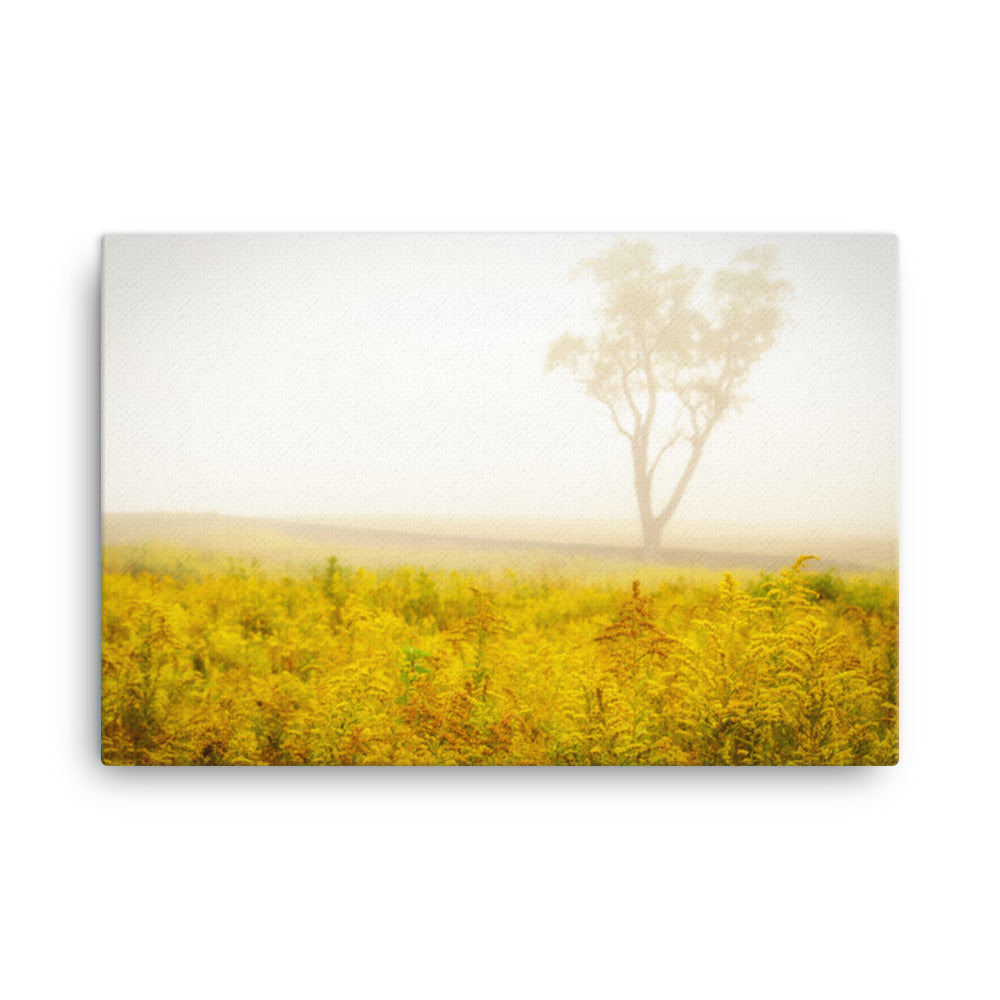 Dreams of Goldenrod and Fog Rustic Floral Landscape Photograph Canvas Wall Art Prints