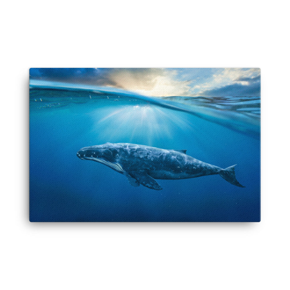 Dreamy Blue Whale Ocean Sunset Glory Rays Animal Wildlife Photograph Canvas Wall Art Print