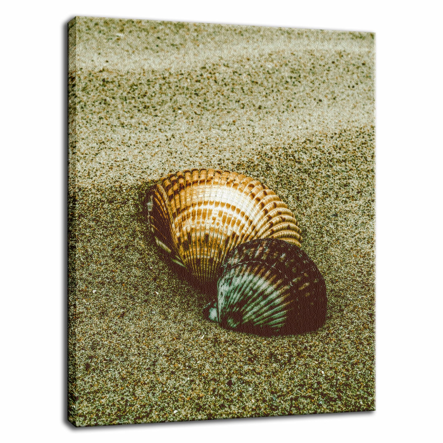 Dreamy Beach Sea Shells Colorized Coastal Nature Photo Fine Art Canvas Wall Art Prints  - PIPAFINEART