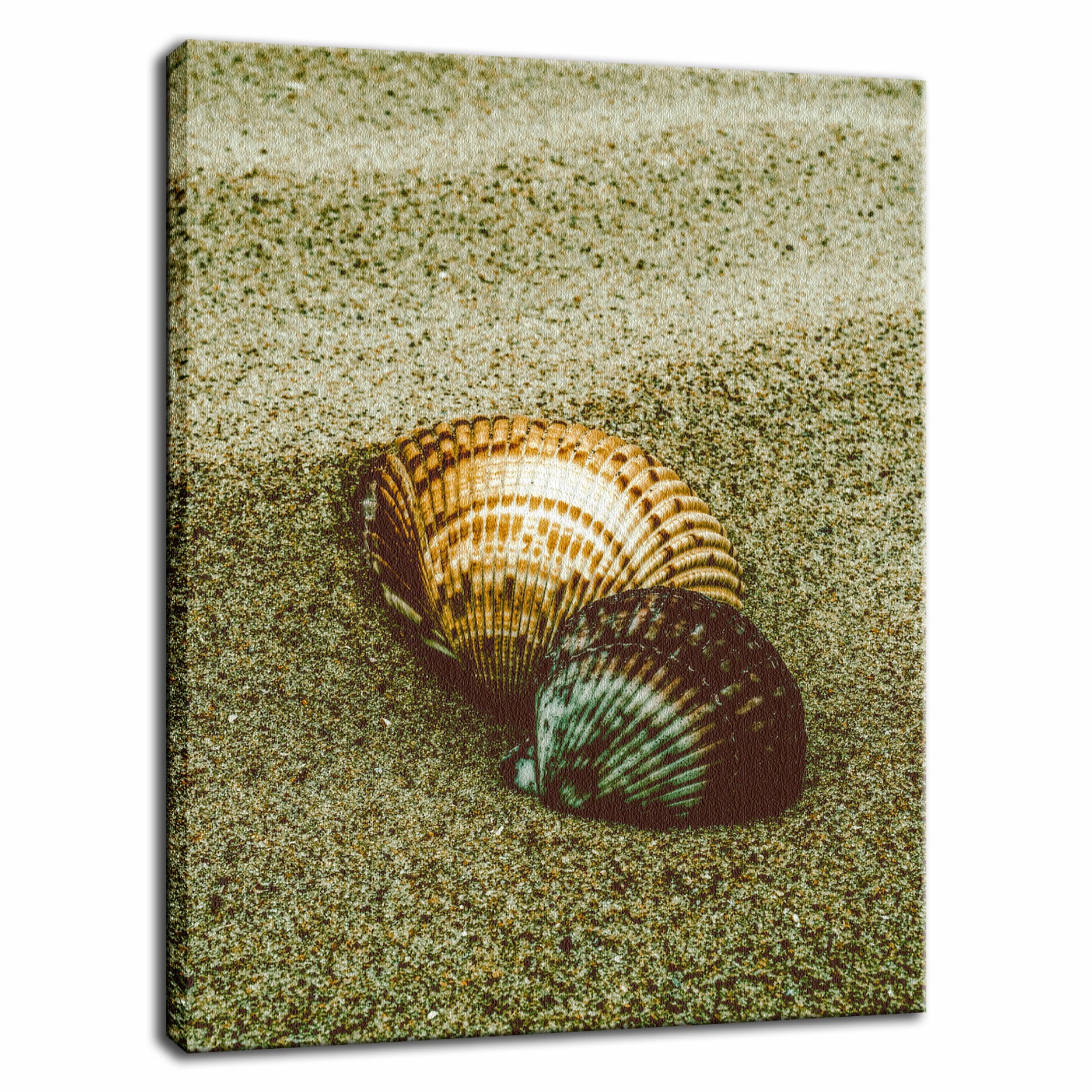 Dreamy Beach Sea Shells Colorized Coastal Nature Photo Fine Art Canvas Wall Art Prints  - PIPAFINEART