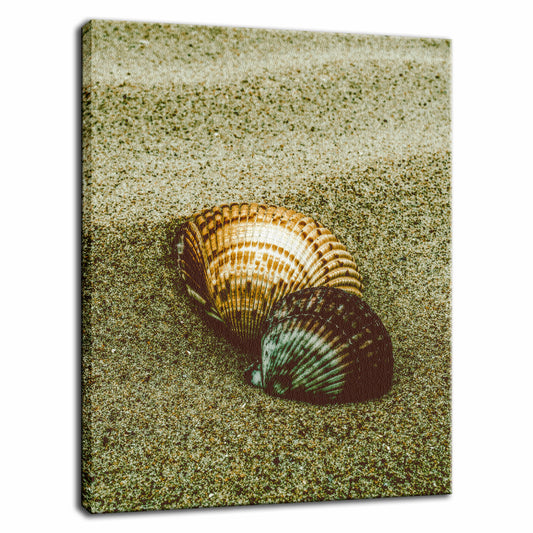 Dreamy Beach Sea Shells Colorized Coastal Nature Photo Fine Art Canvas Wall Art Prints  - PIPAFINEART