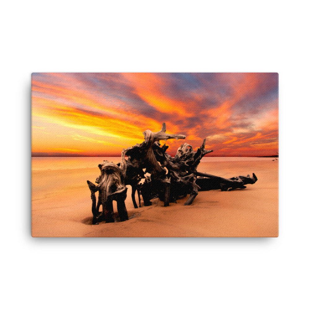 Dried Tree Roots and Sunrise Boneyard Beach Canvas Wall Art Print