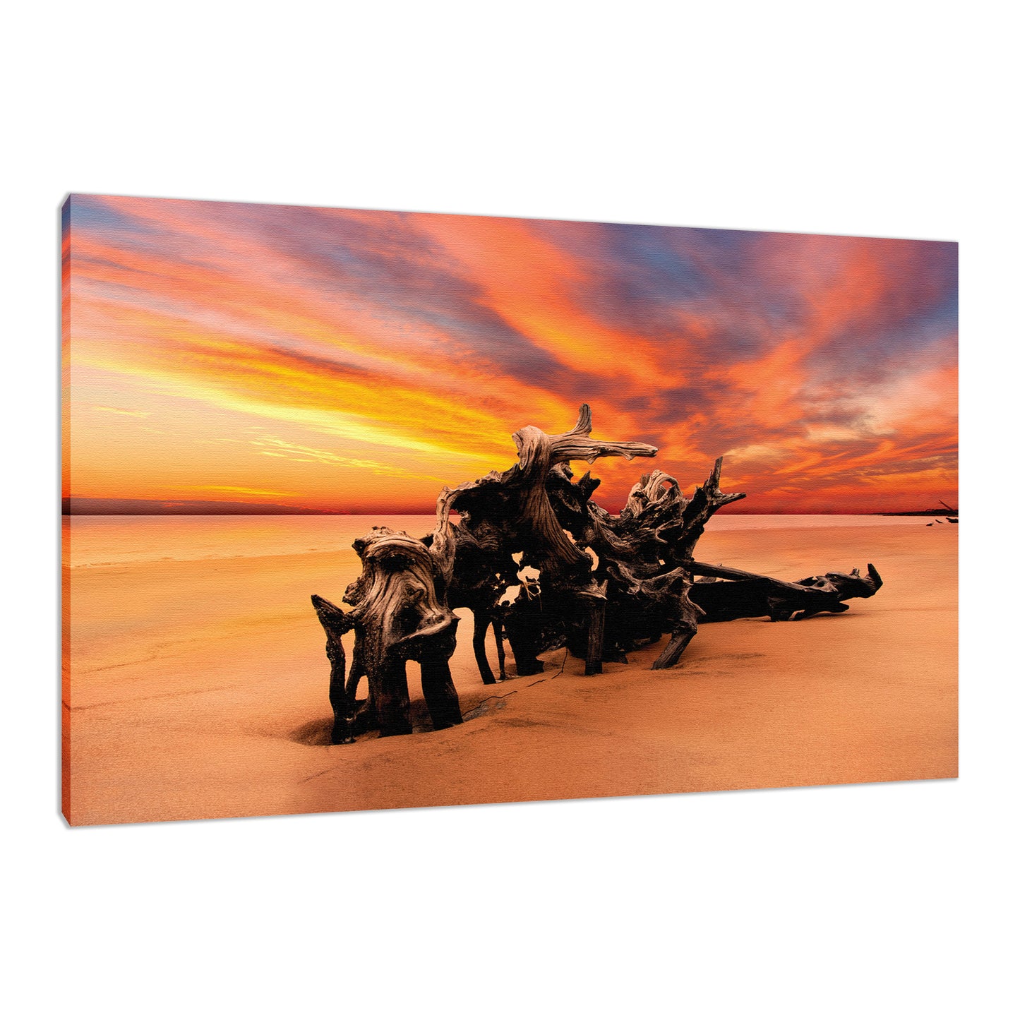 Driftwood and Sunrise / Sunset Coastal Wall Art Dried Tree Roots and Sunrise Boneyard Beach Jackson Florida Fine Art Canvas Print