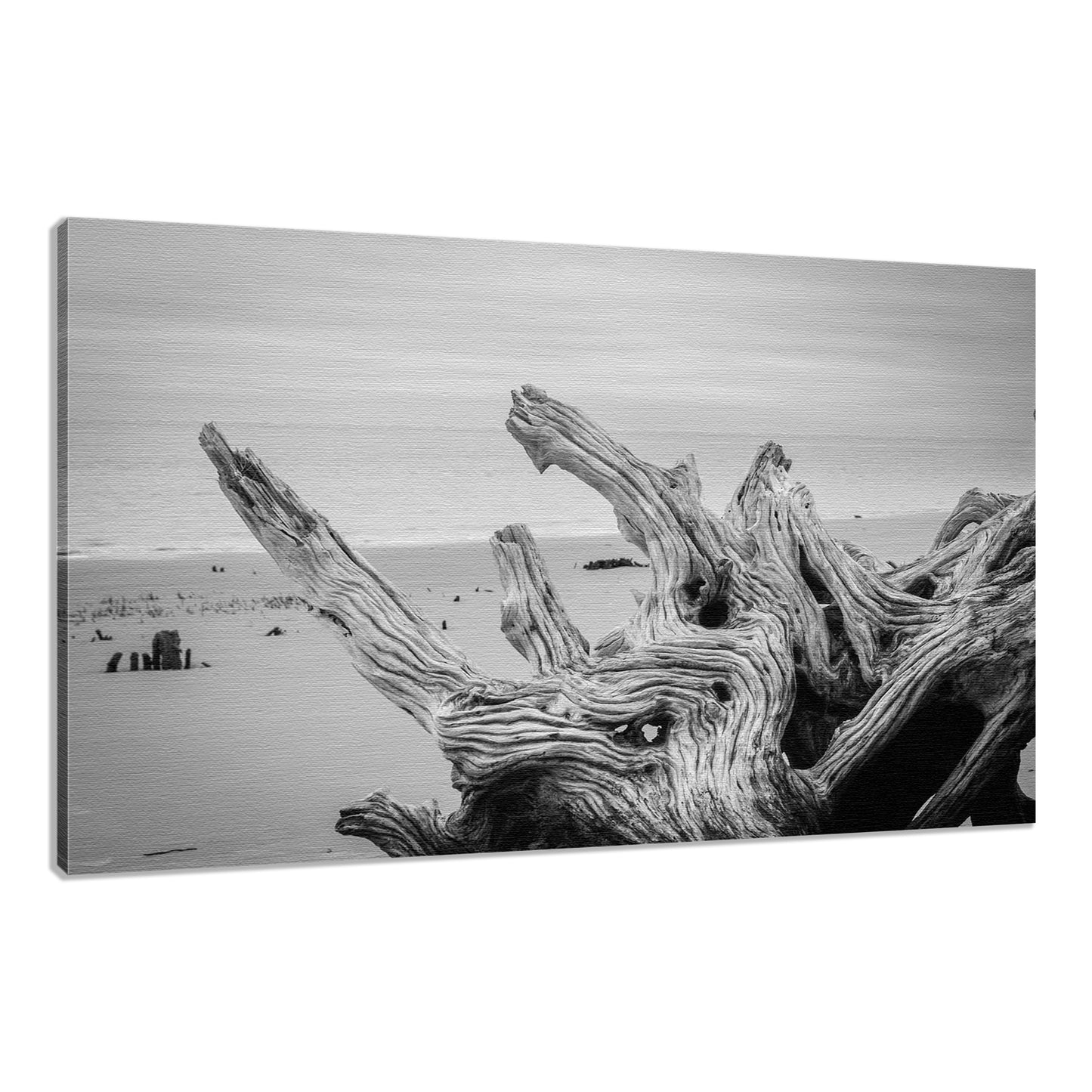 White Coastal Wall Decor: Driftwood on Boneyard Beach Florida 4 Black and White Coastal Nature Photo Fine Art Canvas Wall Art Print