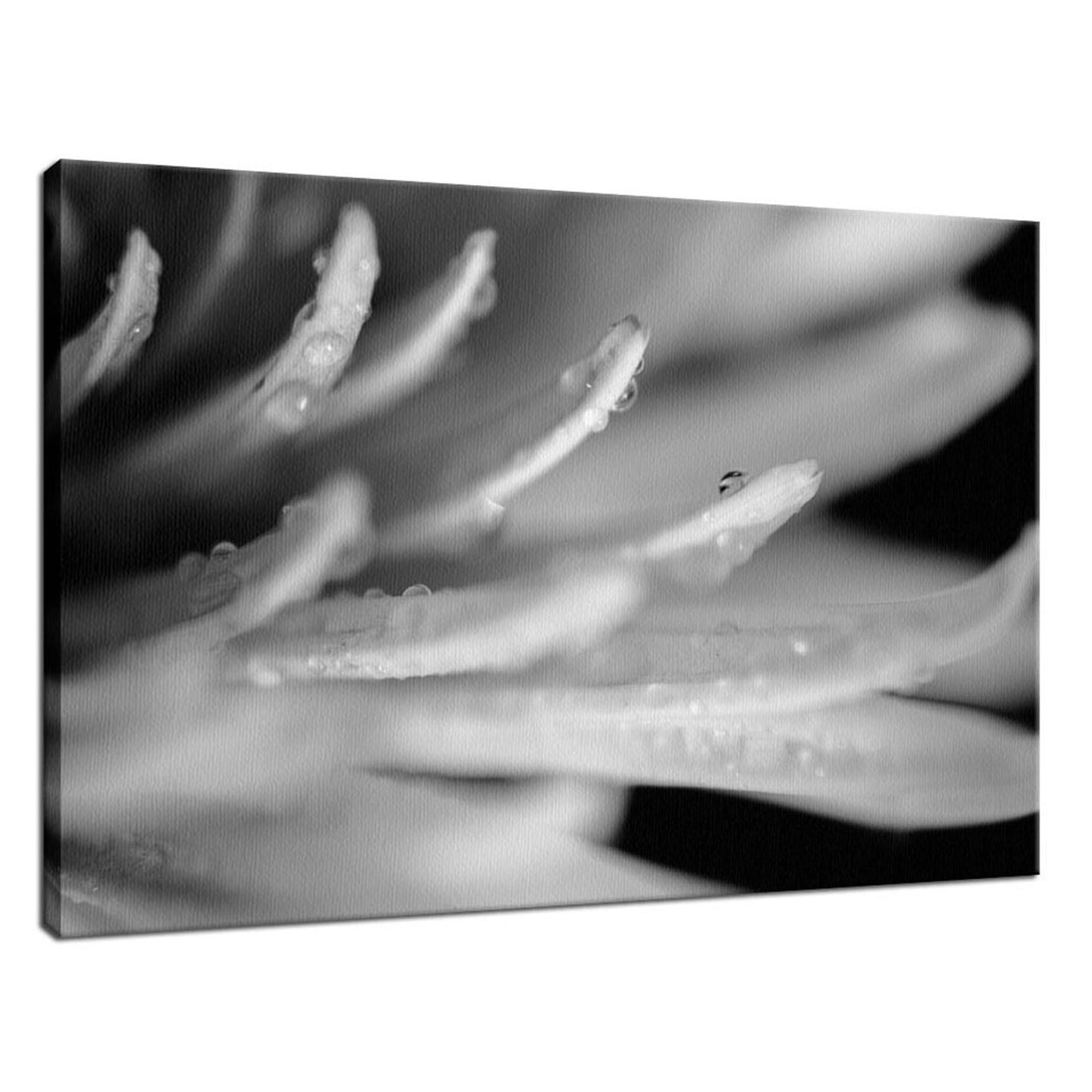 Droplets on Petals in Black & White Nature / Floral Photo Fine Art Canvas Wall Art Prints - PIPAFINEART