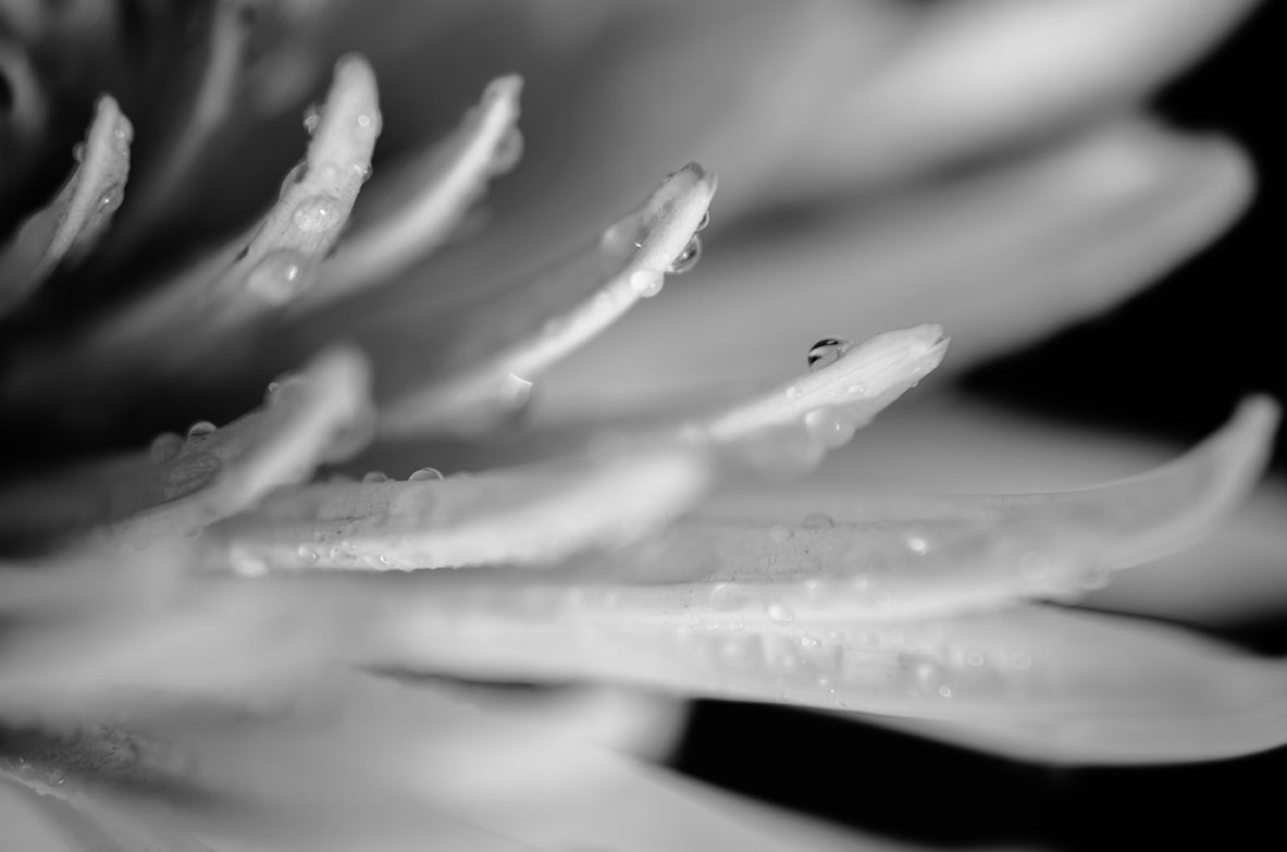 Droplets on Petals in Black & White Nature / Floral Photo Fine Art Canvas Wall Art Prints - PIPAFINEART