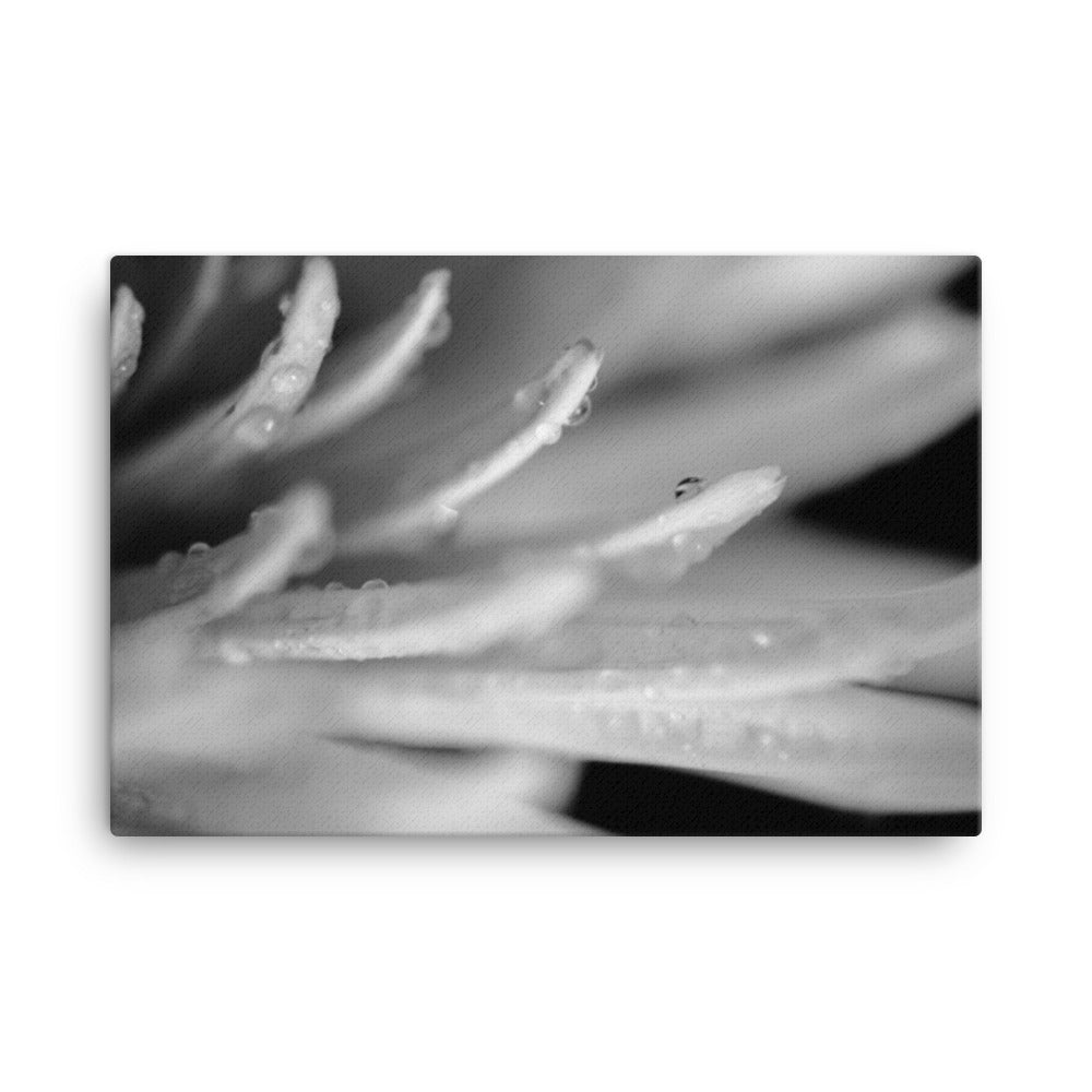 Droplets on Petals Black and White Floral Botanical Nature Photo Canvas Wall Art Prints