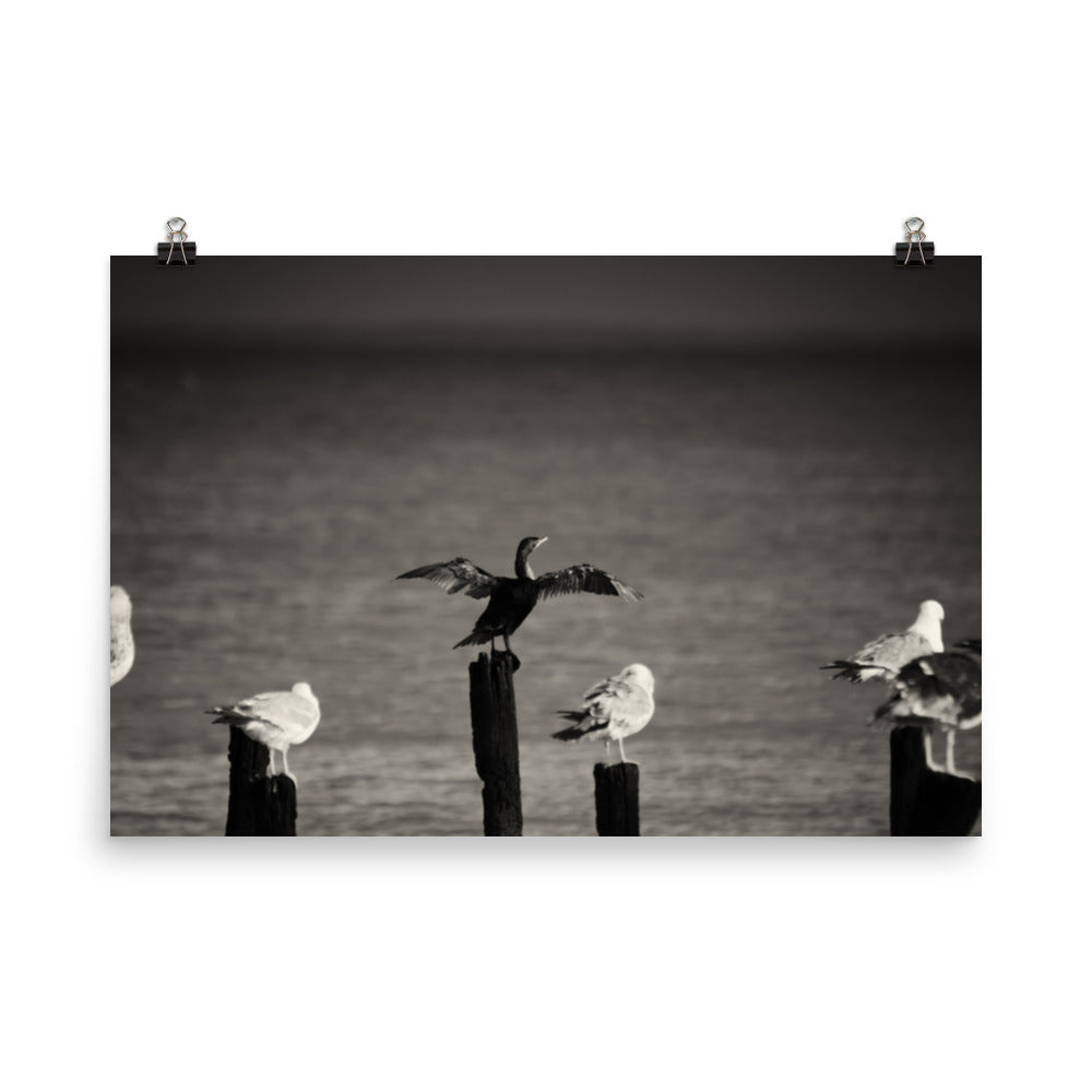 Drying Wings After Storm Bird / Animal / Wildlife Photograph Loose Wall Art Print