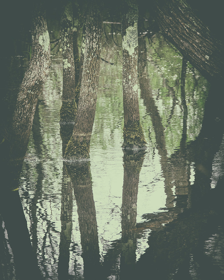 Early Spring Reflections on the Marsh Botanical / Nature Photo Fine Art Canvas Wall Art Prints - PIPAFINEART