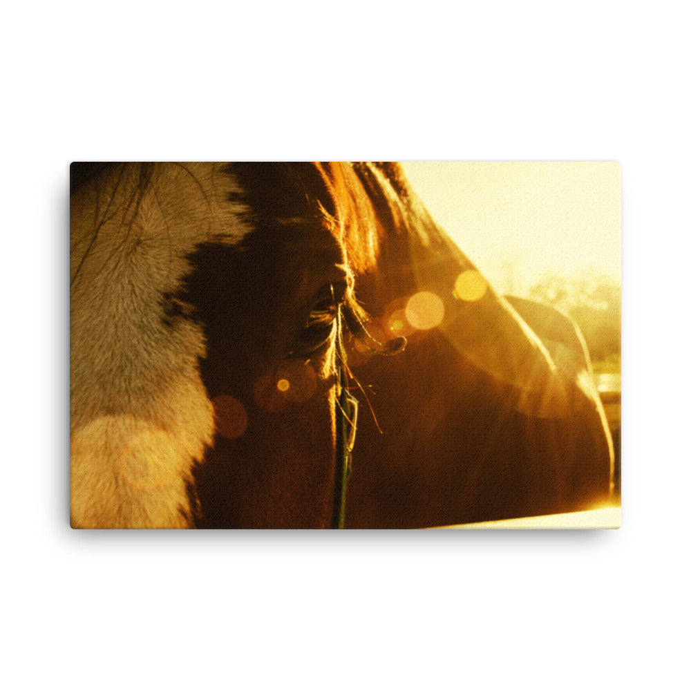 Evening Flare Animal / Horse Photograph Canvas Wall Art Prints