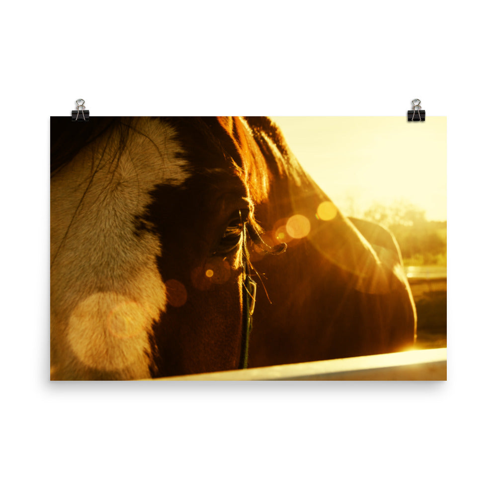 Evening Flare Rustic Farmhouse Style Horse Photograph Loose Wall Art Print