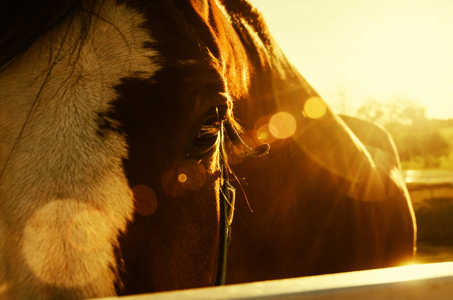 Evening Flare Animal / Horse Photograph Fine Art Canvas & Unframed Wall Art Prints - PIPAFINEART