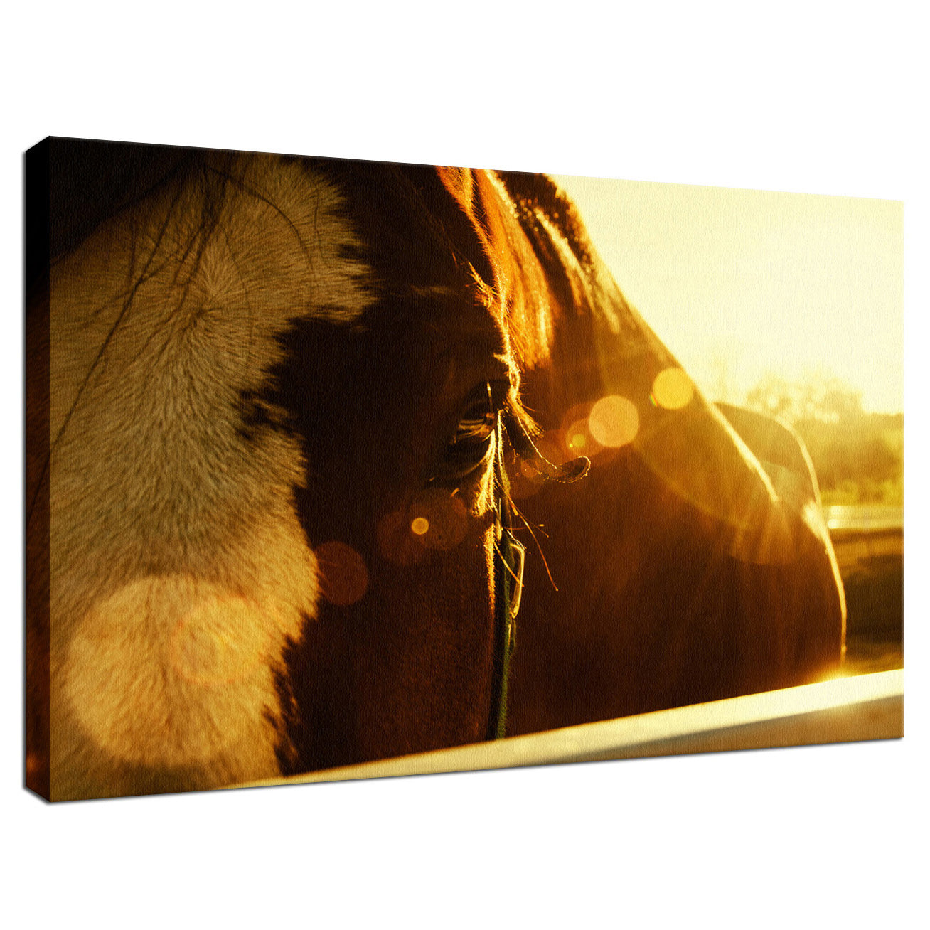 Evening Flare Animal / Horse Photograph Fine Art Canvas & Unframed Wall Art Prints - PIPAFINEART