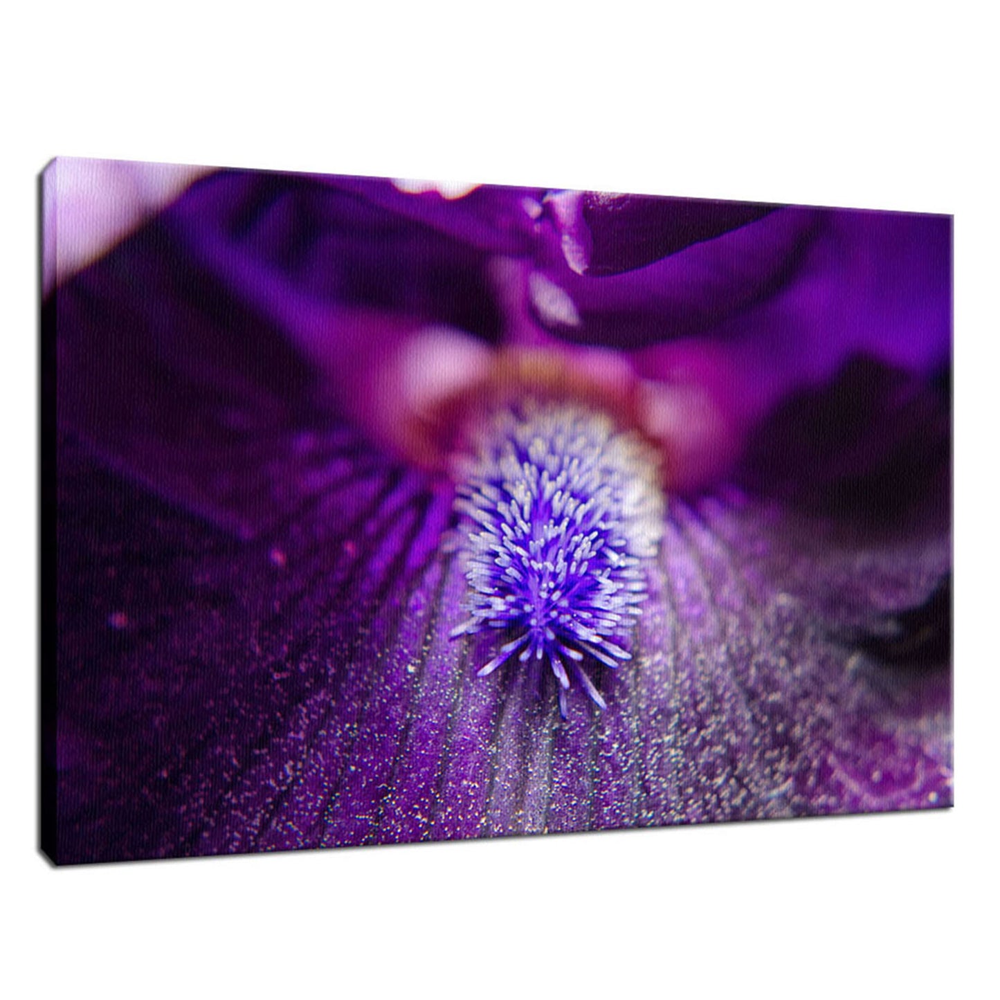 Eye of Iris Nature / Floral Photo Fine Art Canvas Wall Art Prints - PIPAFINEART