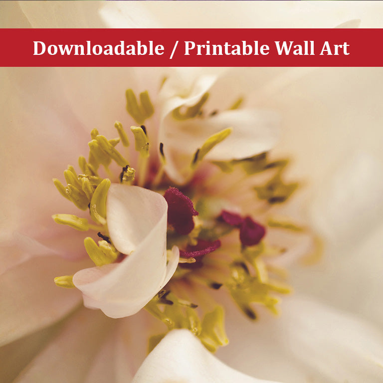 Eye of Peony Moody Midnight Floral Nature Photo DIY Wall Decor Instant Download Print - Printable - PIPAFINEART